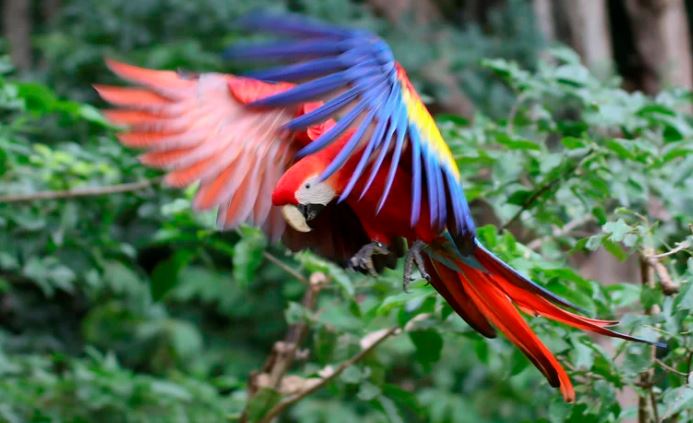Copán Ruinas celebrará el Festival de Aves 2022