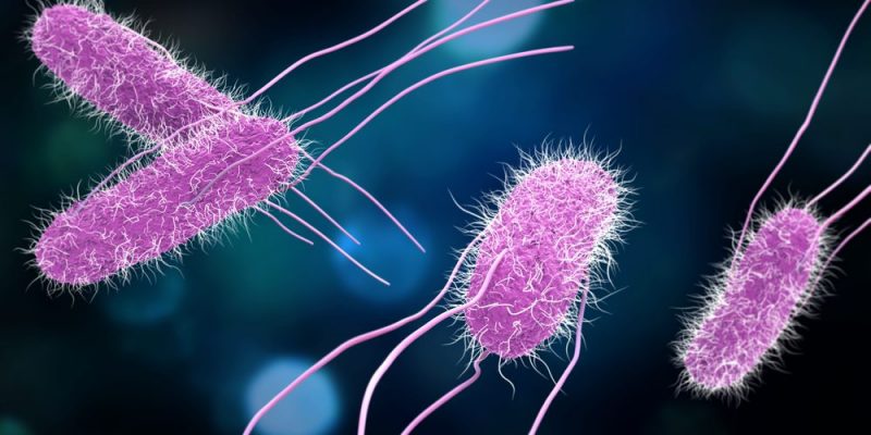 Las bacterias más dañinas del mundo