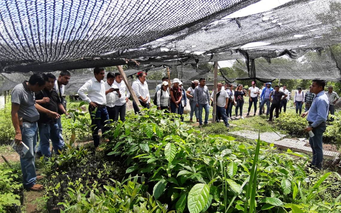 México estudia segunda etapa de programas «Sembrando Vidas» y «Jóvenes Construyendo el Futuro» en Honduras