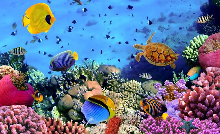 Revista internacional destaca sistema que permite la conservación de arrecifes en Tela