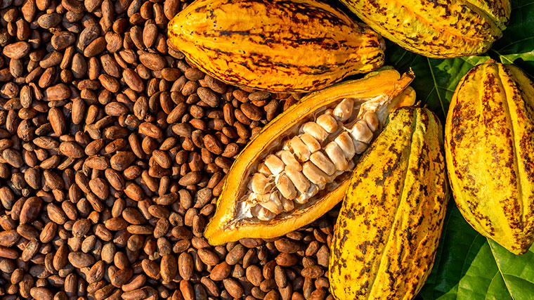 Gobierno apoyará al sector cacaotero con 6 millones de lempiras