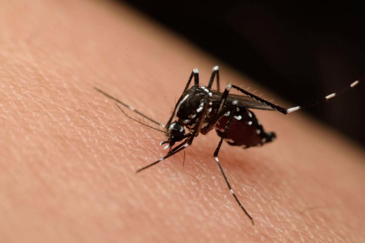 Honduras registra 2803 casos de Dengue