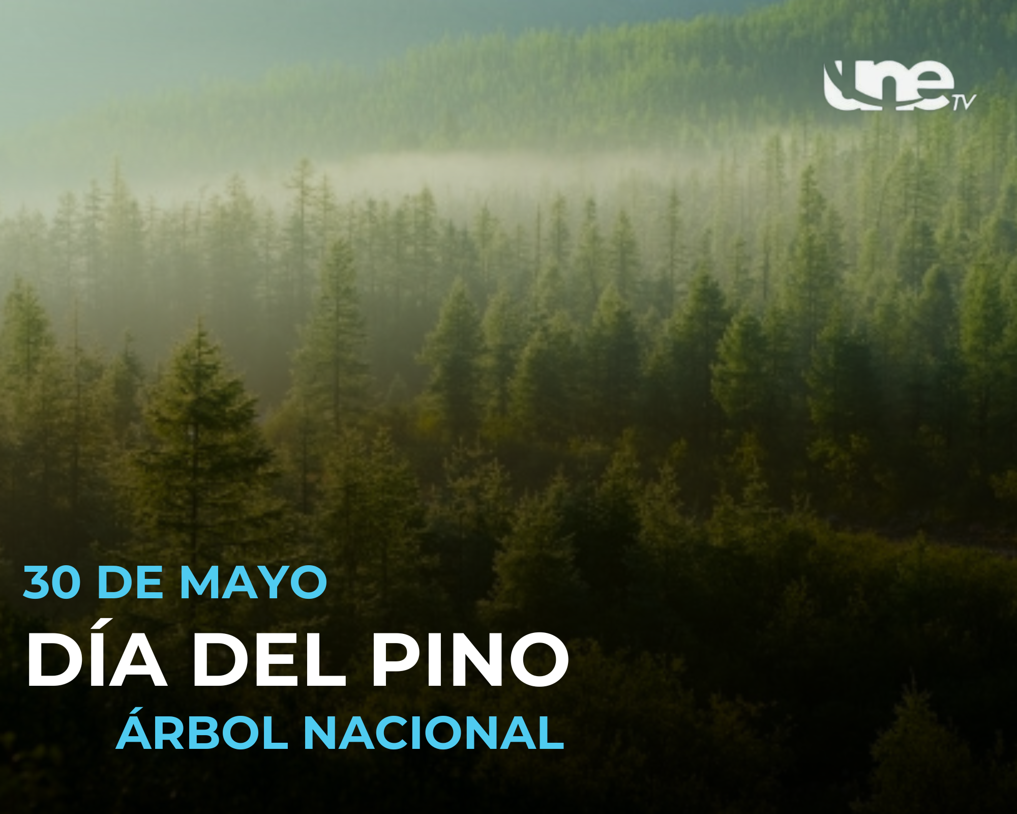 Celebremos el Día del Pino Árbol Nacional y preservemos nuestro entorno natural