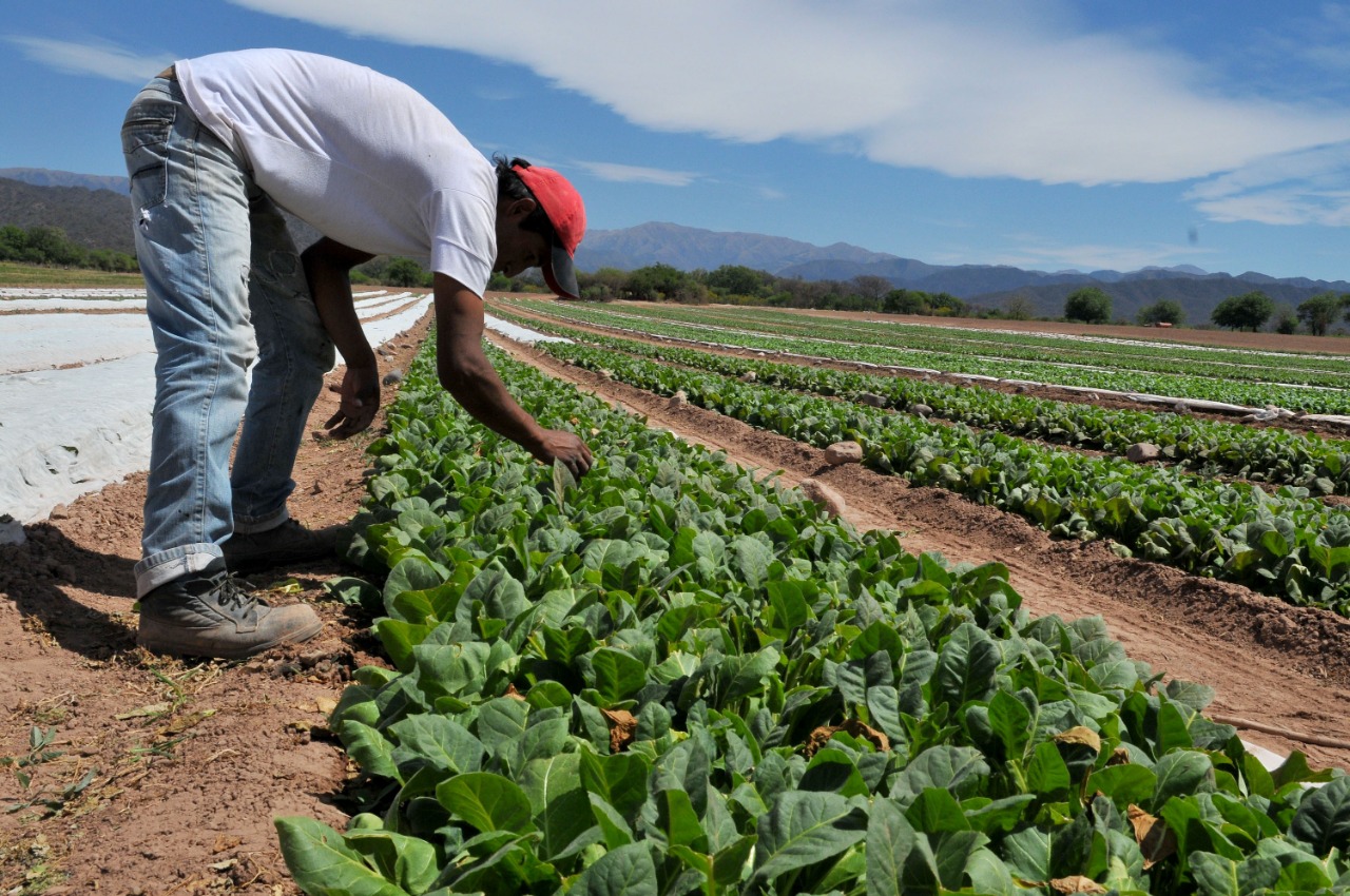 Productores piden a gobierno autorice el uso de semilla criolla para evitar inseguridad alimentaria