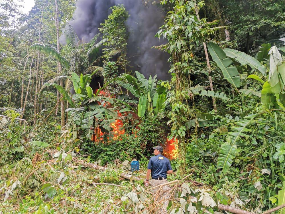 Operativo contra el narcotráfico: ATIC destruye 10 manzanas de cultivo de hoja de coca en zona montañosa de Colón