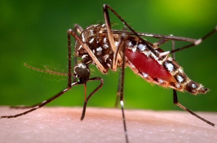 OLANCHITO,YORO: Consideran declarar emergencia por brote de dengue
