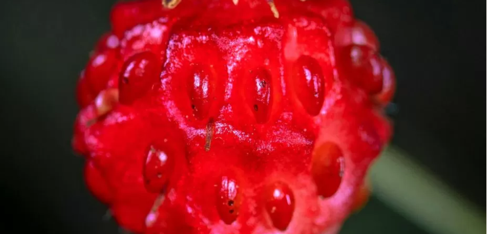 La fruta que fortalece los huesos, produce más colágeno y combate los dolores musculares