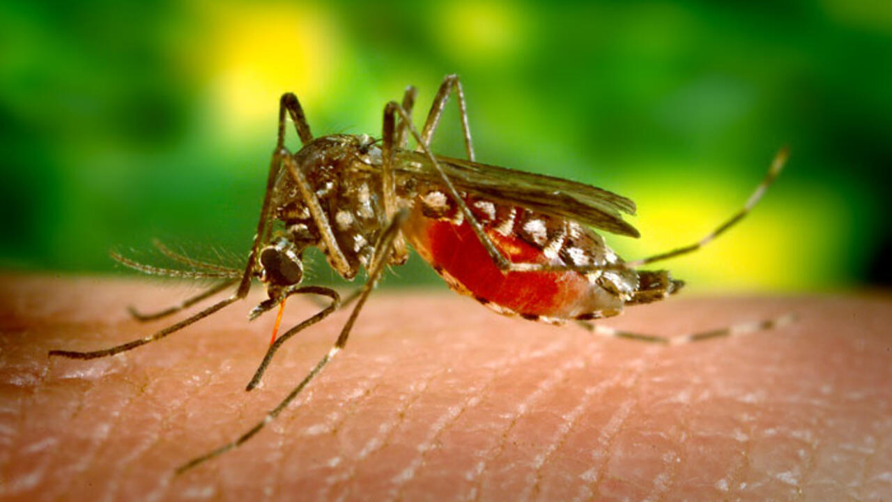 #800 CASOS: Alerta por dengue a nivel nacional en Honduras